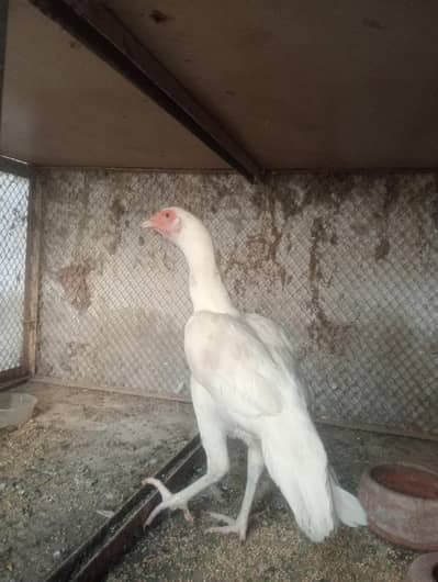 Aseel |heera |female available for sale|  03166963265 contact number