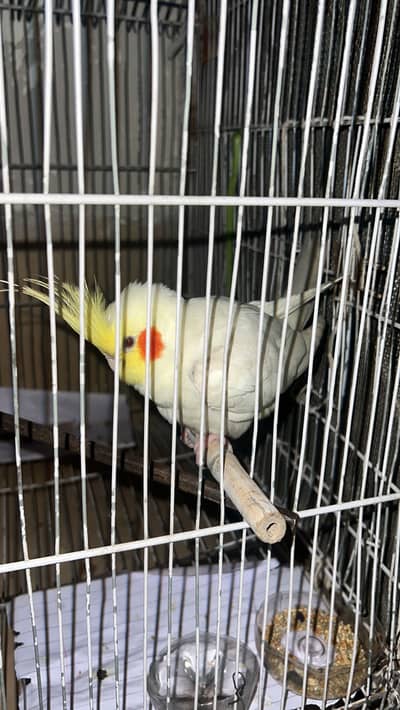 Male Cockatiel Parrot for Sale