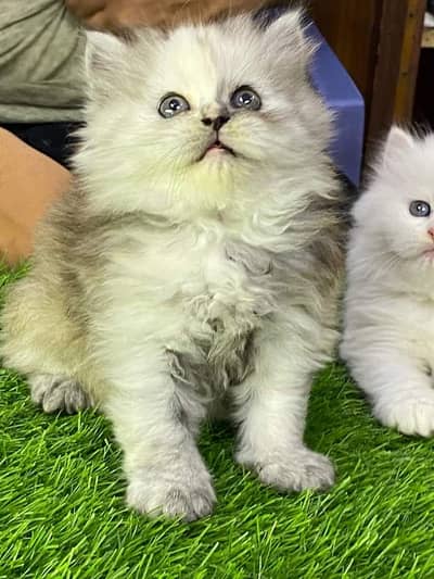 Persian kittens triple coat pair  for sale contact whatsap 03201503610