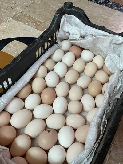 pure firtile eggs of astralorp eggs best for hatching chicks