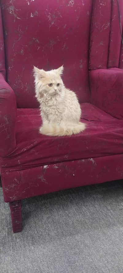persian female kitten 4 months.