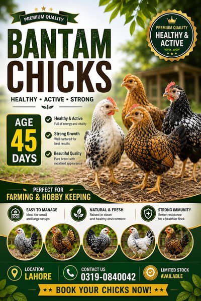 Bantam Fancy Chicks | Chicks | Bantam Chicks | Bantam Chicken Chicks