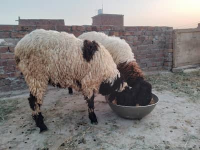 Chatray for sale