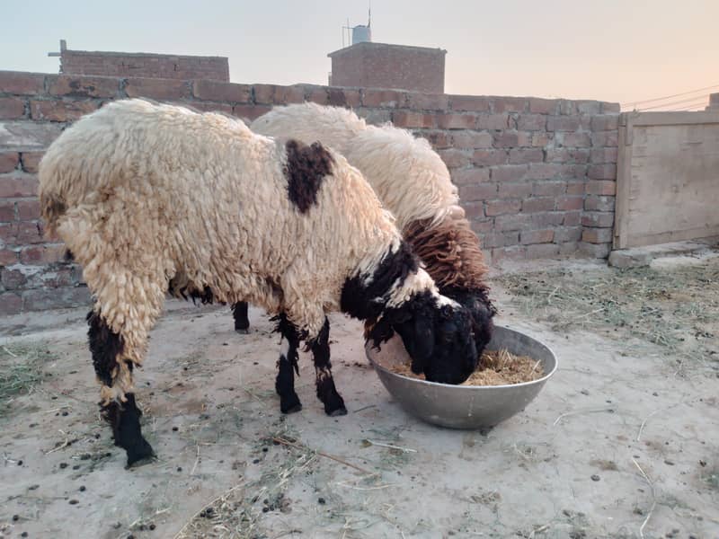 Chatry /sheep/goat/Qurbani 1