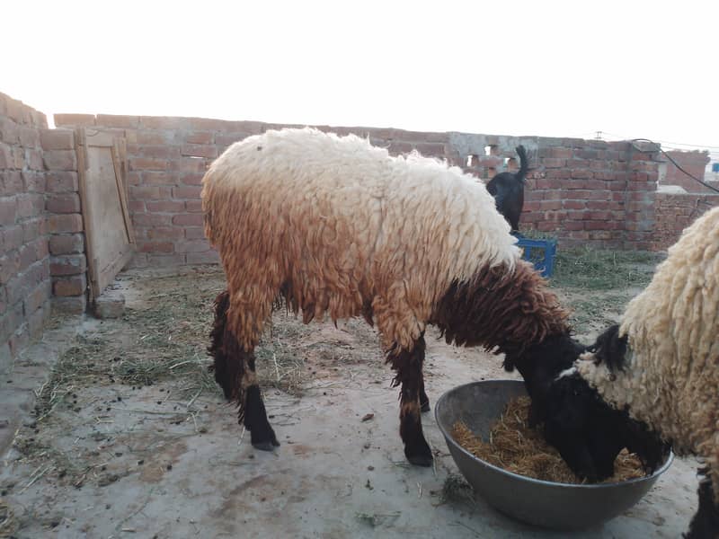 Chatry /sheep/goat/Qurbani 3