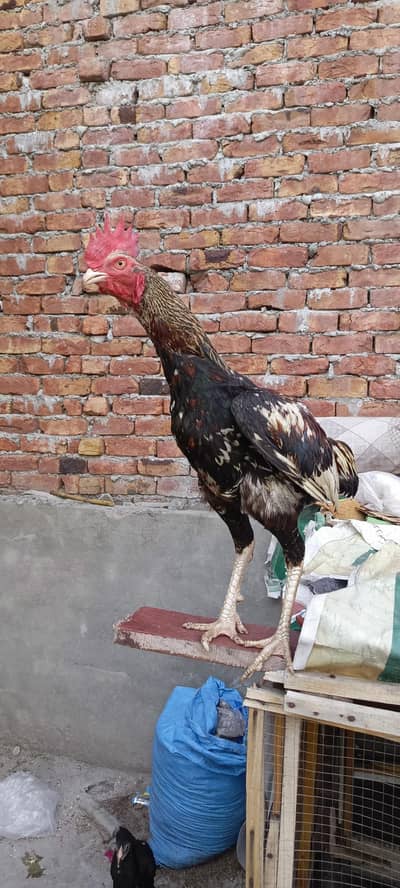 bhot hi mazbot pathaa h