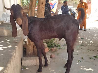Male 2 dant for Qurbani