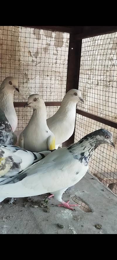 pigeon for sale