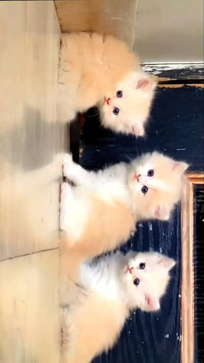 Persian Triple Coated In fawn Colour