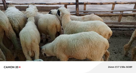 Mundra Lela Qurbani k leye 1900KG zinda  30kg to 80kg Sheep and Goats