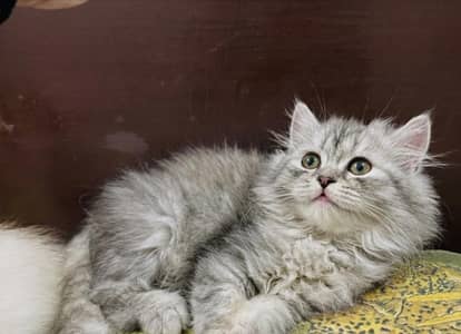 Female kitten for sale  03234102419