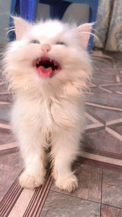 Blue eyes Female kitten