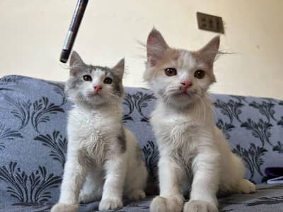 Double Coat Persian Female Kittens Available