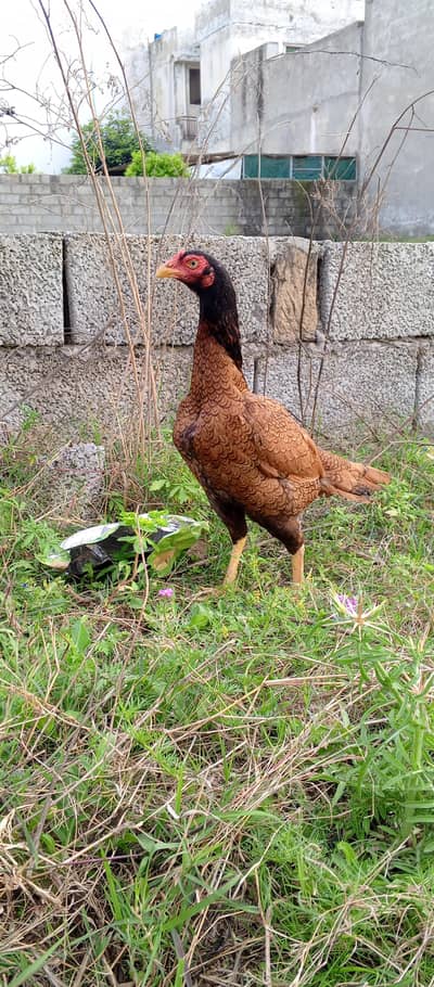 Aseel mainwali hens for sale