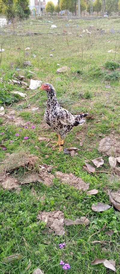 Aseel mainwali hens for sale