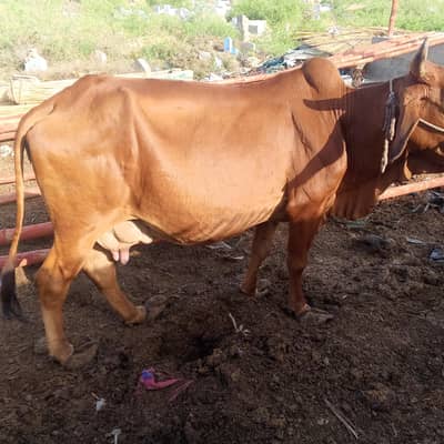 qurbani ka janwar