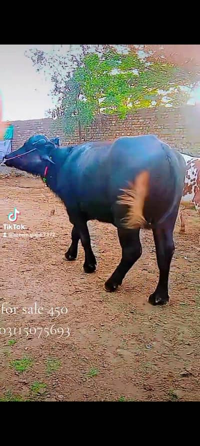 ghr k hai