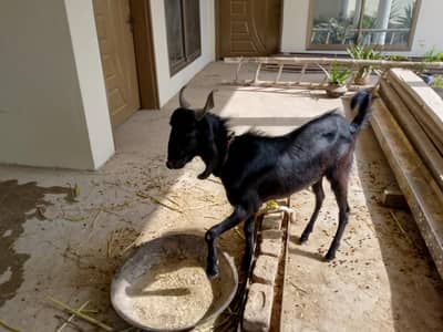 2 male goats
