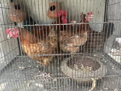 Egg Laying Hens