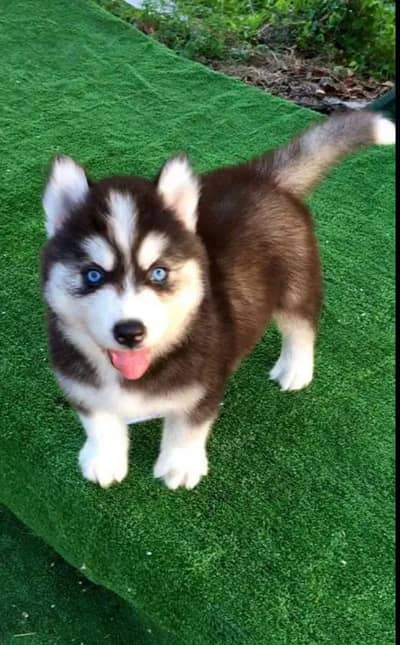 Siberian husky puppies 92@330*5406115