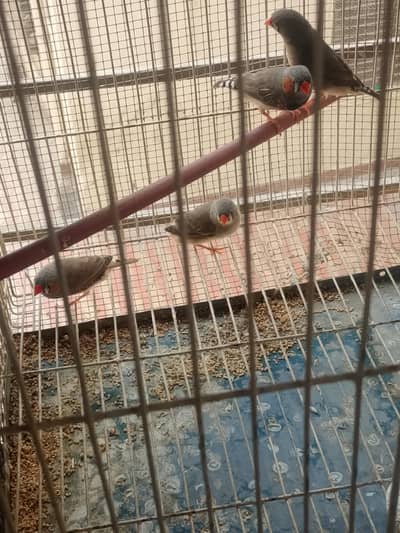 Finch ready to breed pairs hain