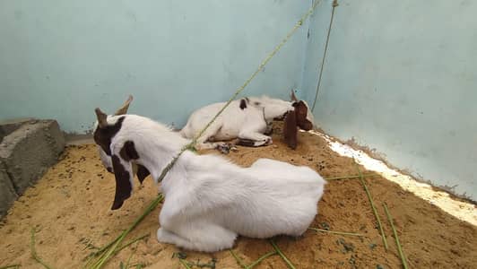 GOATS FOR SALE | 2 DANT FOR QURBANI READY|HEALTHY AND FULLY ACTIVE