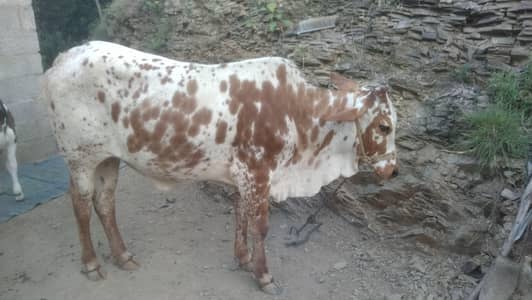cowww