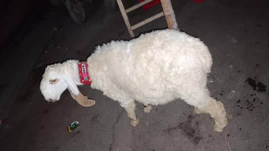larkana qurbani sheep malee