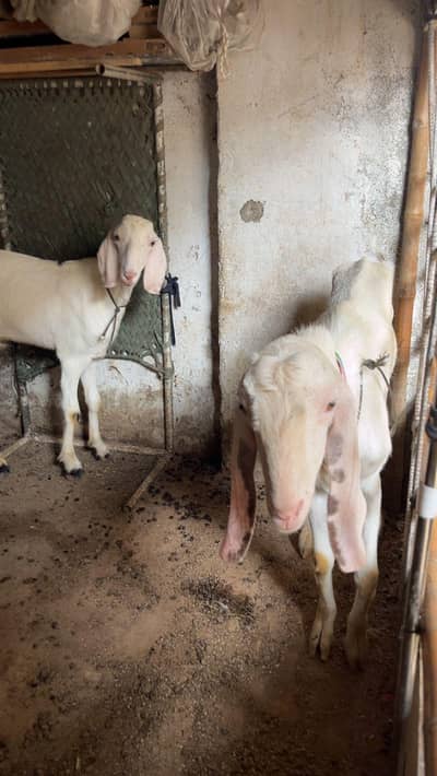 desi bakra for sale