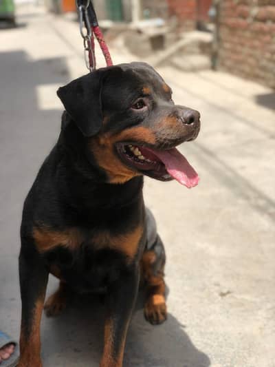 rottweiler male for sale 03220050814