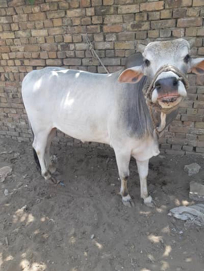Bull For Sale Qurbani Bull | Qurbani Bull |WA No. 03. one. six-200.29. 56