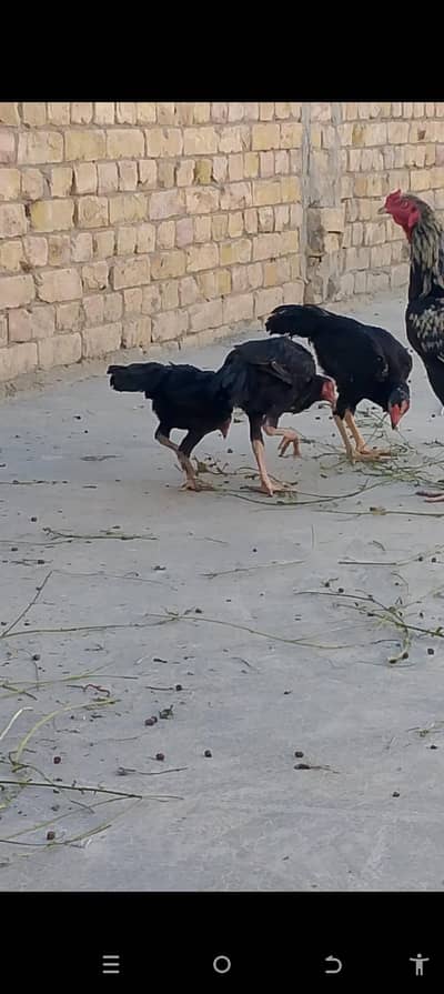 Asseel hen pairs with 4 chicks with age of 5 month