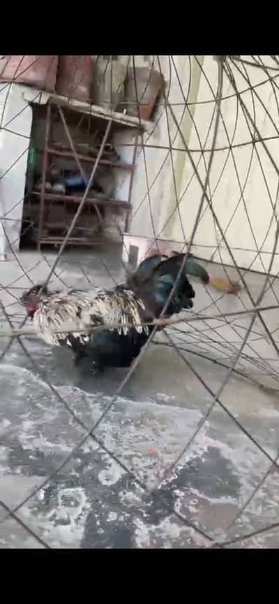 Aseel, shamo plus silky bantam