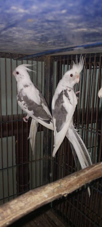 cocktail breeder female