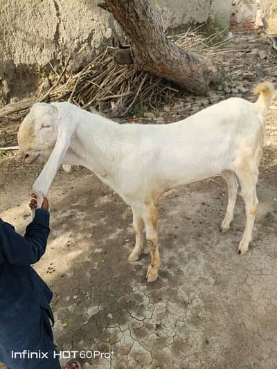 rajanpuri goats |Desi Goat |2 dant | kheera بکرا | Qurbani janwar 2026