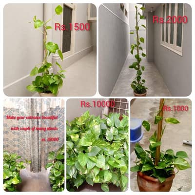 BEAUTIFUL MONEY PLANTS FOR SALE