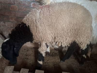 best goat for eid al adha