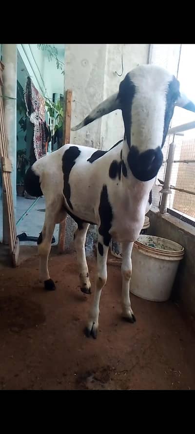 Dumba for sale