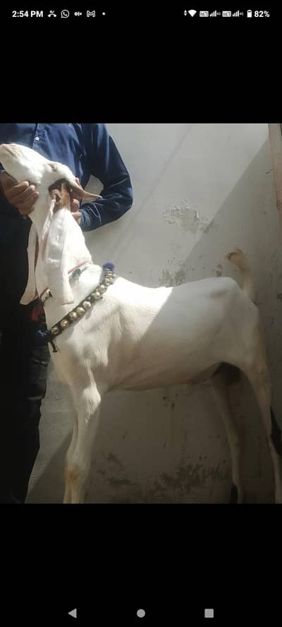 white gulabi bakkara