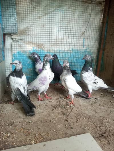 3 pigeons for sale