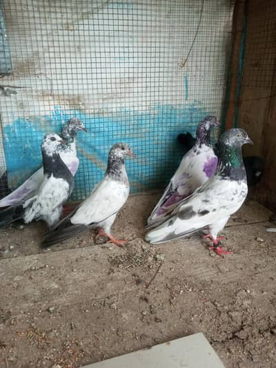 3 pigeons pair