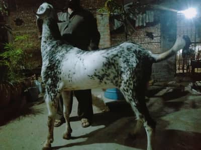 big size Bakra for sale qurbani 2026