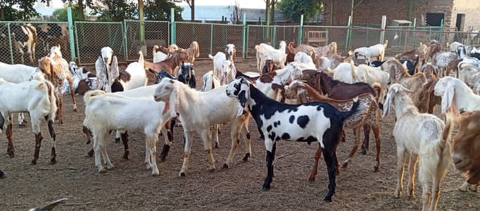 qurbani special offers 2026