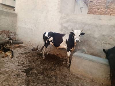 Qurbani k lia Male