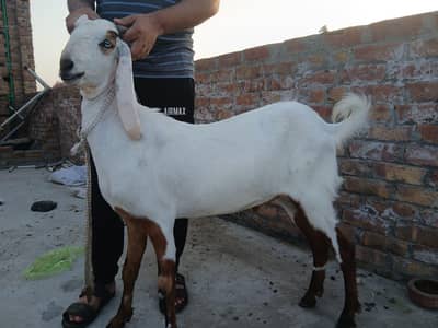 Bakra for Eid ul adha