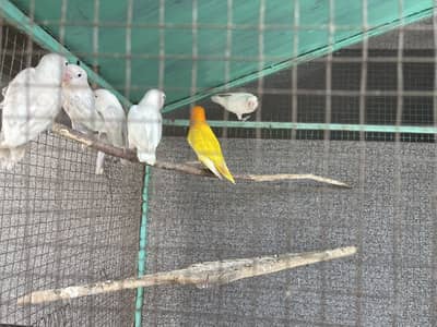 Birds setup for sale