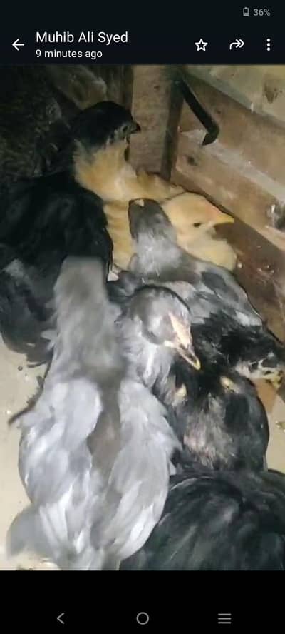 cochine bantam and lovebirds