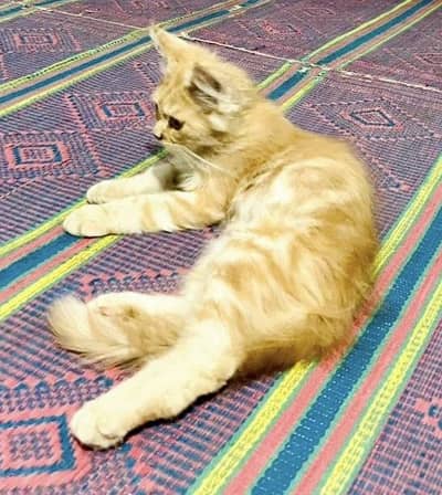 Persian Cat Male Kitten Billa