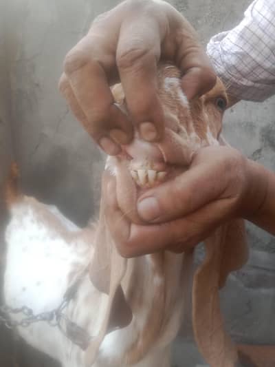 my Home Grown 2 Teeth White Makhi Cheena Beetal Vaccinated Bakra4Sale