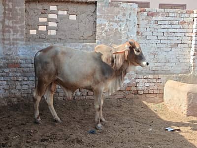 EID2k26 animals available